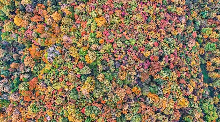 AUTUMN IN ITS MOST BEAUTIFUL COLORS THROUGH THE LENS OF TOMAS DAMJANOVIĆ